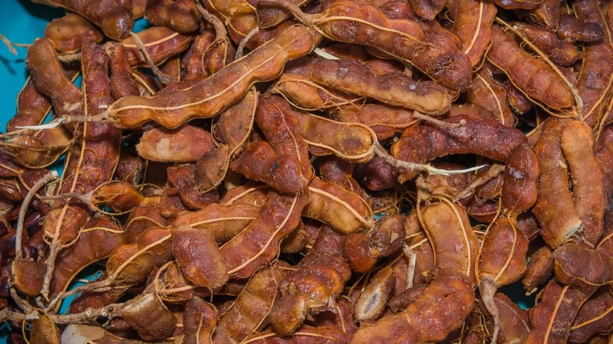 Imli [Tamarind]