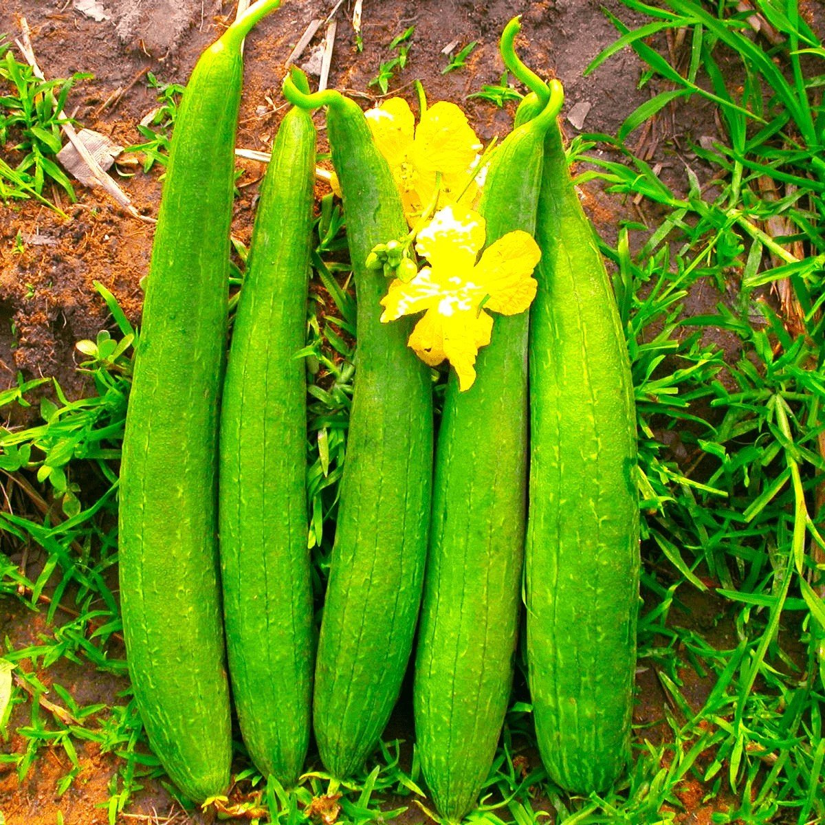 Nenuwa [Sponge Gourd]