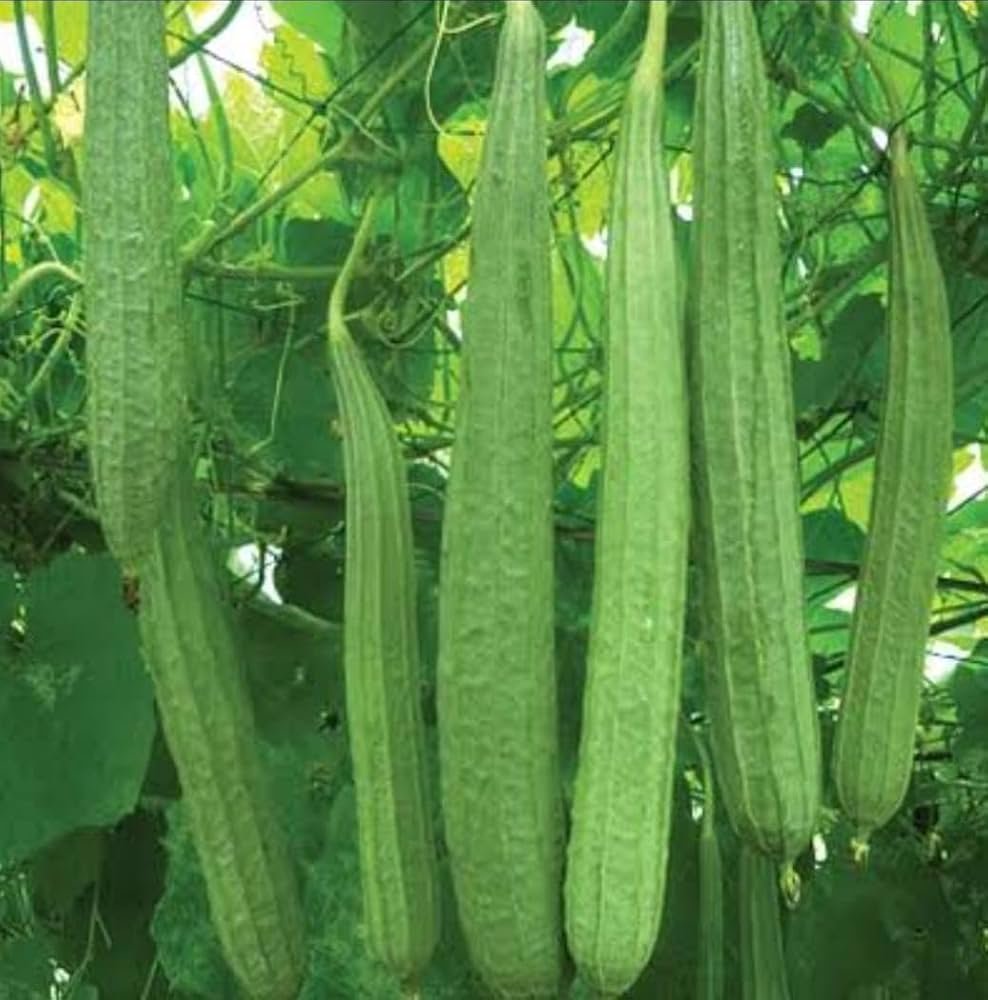 Taroi [Ridge Gourd]